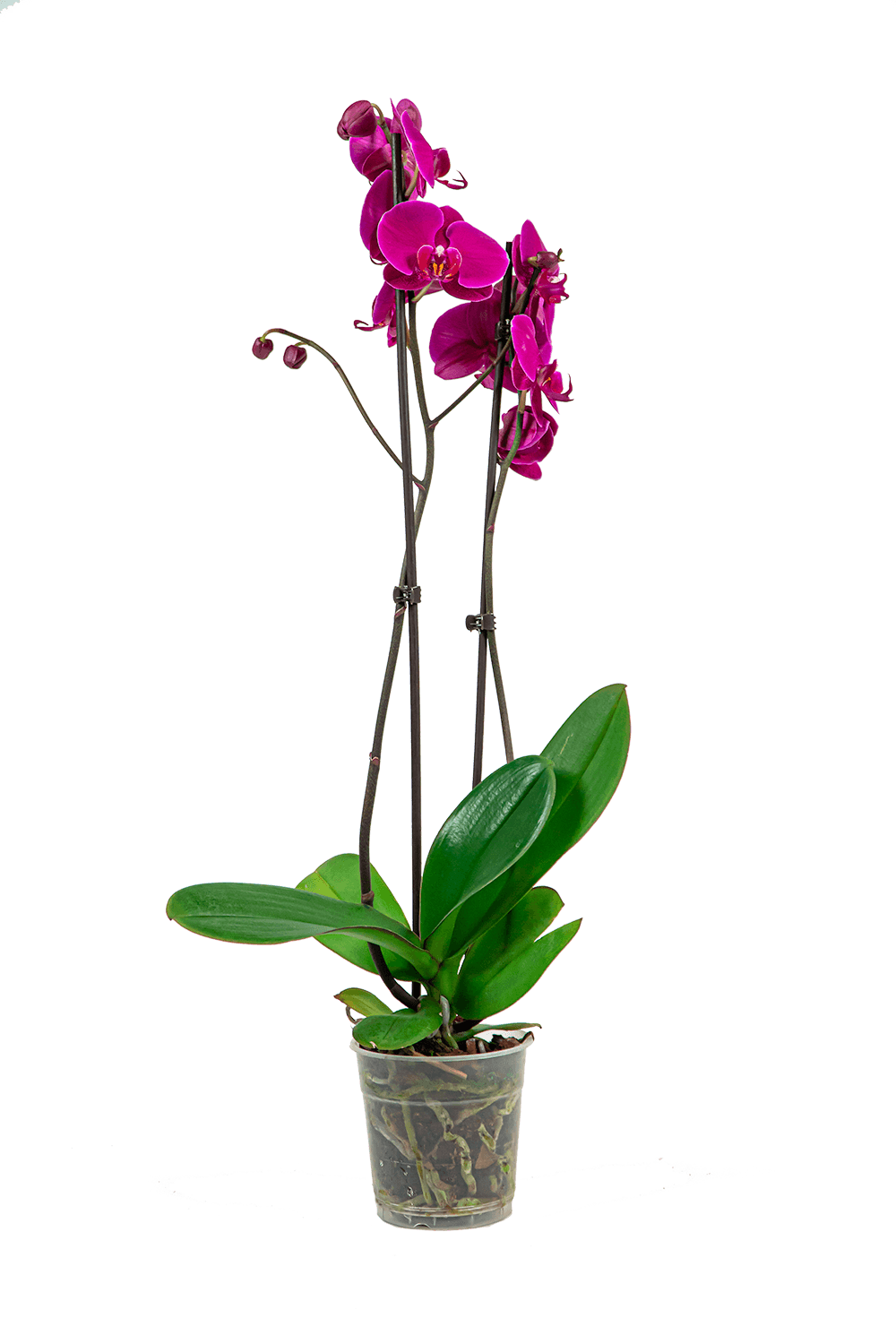 Verzorgingstips Orchidee